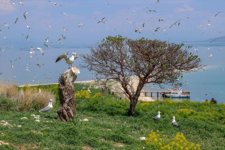 <p><strong>- "Doğasıyla inanılmaz güzel"</strong></p>

<p>Çarpanak Adası'nı ziyaret eden Fatma Köroğlu Çelik, düşüncelerini şöyle dile getirdi:</p>

<p>"İki saatlik bir tekne turunun ardından buraya ulaştık. İlk kez burayı görme fırsatım oldu. Doğasıyla inanılmaz güzel. Adada binlerce martı var. Tarihi kalıntılar yıllara medyan okuyor. Doğası, tarihiyle muhteşem bir yerle karşılaştık. Gerçekten herkesin burayı görmesi gerekir."</p>

<p> </p>
