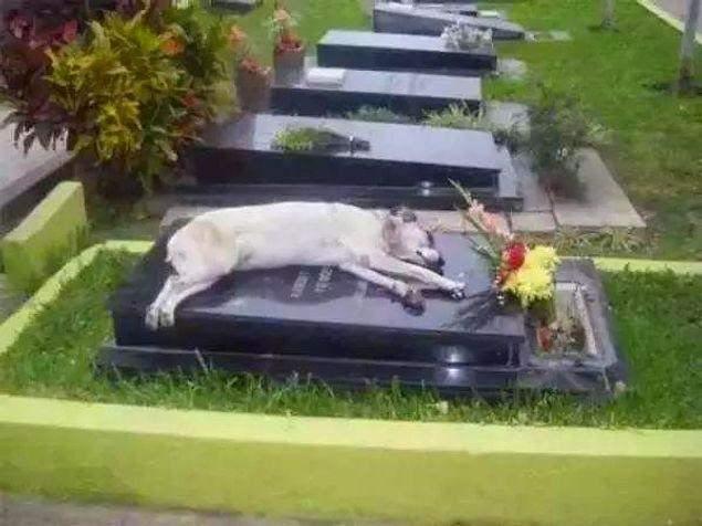 <p>Ölen sahibinin mezarında uyuyan bir köpek</p>
