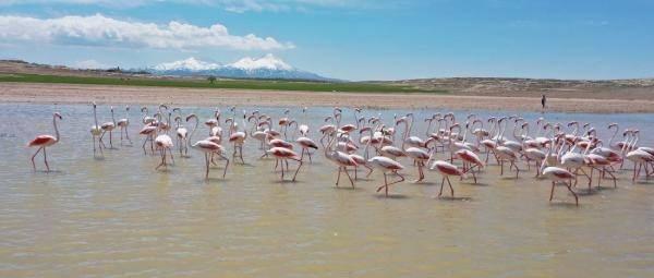 <p>Türkiye'nin ikinci büyük gölü olan Tuz Gölü'ne göç yoluyla gelen flamingolar, Aksaray'ın Mamasın Barajı'nda mola verip, kuluçka dönemini geçirecekleri Tuz Gölü'ne uçtu. Flamingoların yolculuğu, görselliğiyle dikkat çekti.</p>
