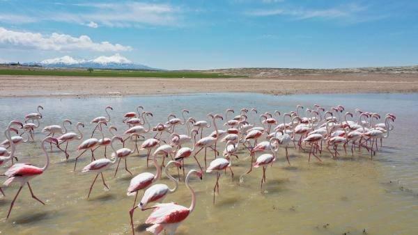 <p>Aksaray’da yaşayan Rabia Kaya, "Flamingoları yakından görüp fotoğraflama imkanımız oldu. Sesleri ve görüntüsü bizleri büyüledi. Tuz Gölü'nden sonra Aksaray'ın Mamasın Barajı'nda görmemiz çok farklı bir doğa gezisi oldu. Herkesin allı turnaları gidip göreceği muhteşem bir yer" dedi.</p>

<p> </p>
