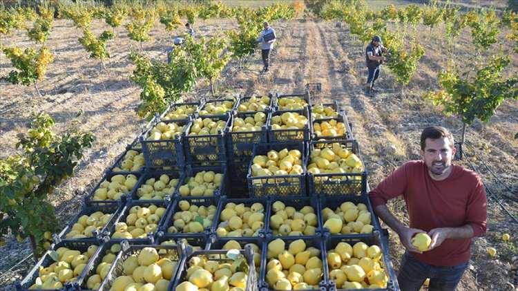<p>Manisa'da 76 bin 511,</p>