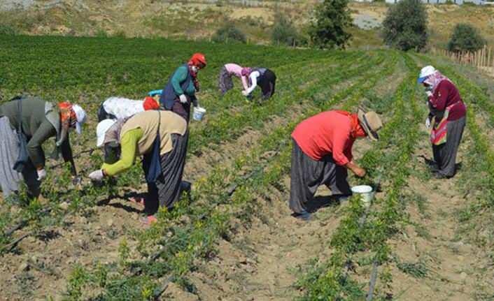 <p>ve 392 bin dekarla Bartın izliyor.</p>