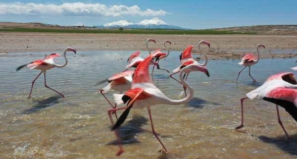 <p>Flamingoların, Tuz Gölü'ne gitmek üzere kanat çırpması ise güzel görüntüler oluşturdu. </p>

<p> </p>
