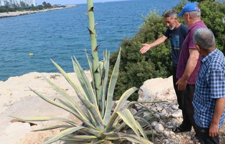 <p><strong>“60 yaşındayım bu çiçeğin açtığını hiç görmedim”</strong><br />
<br />
Mahalle sakinlerinden Mehmet Vurur ise, "Çocukluktan beri burada yaşıyorum. 60 yaşındayım bu çiçeğin açtığını önceleri hiç görmedim. Ben çocukken de bu çiçek vardı, ufak dalları vardı böyle göbeği yoktu. İlk defa böyle gördüm şaşırdım, 60 yaşındayım buraya balığa geliyorum ilk defa böyle boy attığını gördüm. Biz köylü olarak ne çiçeği olduğunu bilmiyoruz ama burada yıllardır duruyordu, 25 günde 4,5 metre olmuş" diye konuştu.<br />
 </p>
