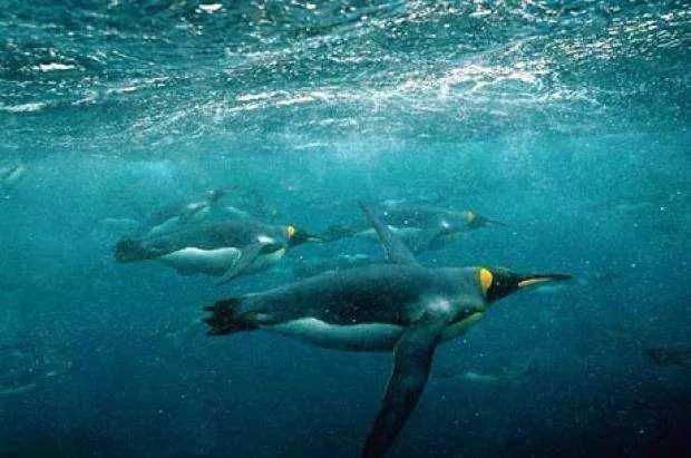 <p>Kral penguenler 535 metre derinliğe dalabilirler.</p>
<p> </p>