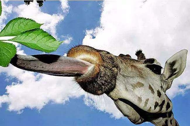 <p>Zürafa kulaklarını diliyle temizler. Ayrıca ses telleri yoktur.</p>