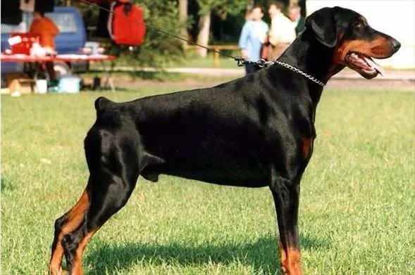 <p>İnsanları parmak izinden, köpekleri ise burun izinden tanımak mümkündür.</p>
<p> </p>
