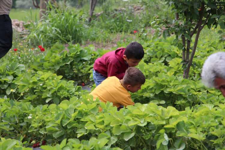 <p>Çocuklara daha sonra işletmeler gezdirilirken, çiftçilere Tarım ve Orman Müdürlüğünün yaptırdığı teşekkür belgeleri takdim edildi.<br />
İlçe Tarım ve Orman Müdürü Murat İnan, Uludere’ye değer katan çiftçilerin Çiftçiler Günü’nü kutlayıp çocukların ellerinden teşekkür belgesi verdiklerini söyledi. </p>
