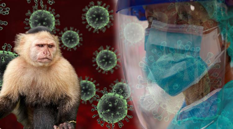 <p><strong>Avrupa'da ardı sıra gelen ölüm haberleri üzerine Dünya Sağlık Örgütü'nde maymun çiçeği virüsü alarmı başladı. Vaka sayısının arması üzerine açıklama yapan yetkililer yeni bir pandemiye neden olmadan durdurulması gerektiğini belirtti. Seyahat virüsü sınıflandırmasına giren maymun çiçeği virüsü özellikle Orta Afrika ülkelerinde yaygın olarak görülür. Maymun çiçeği virüsü nedir? Maymun çiçeği virüsü nasıl bulaşır?</strong></p>
