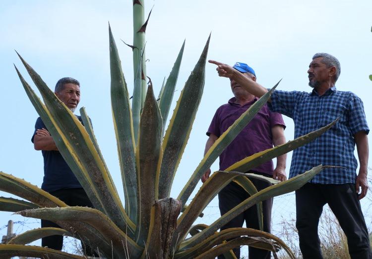 <p>Meksika'nın Tequila kentinde yetişen ve Mavi Agave ismi verilen sabır çiçeği türünün UNESCO dünya mirası listesinde yer aldığı belirtildi. Sabır çiçeğinin dayanıklı ve çok az bakım gerektirdiği kurak koşullara adapte olduğu için diğer bitkilere göre yaklaşık 10 kat daha fazla su tuttuğu kaydedildi.</p>undefined