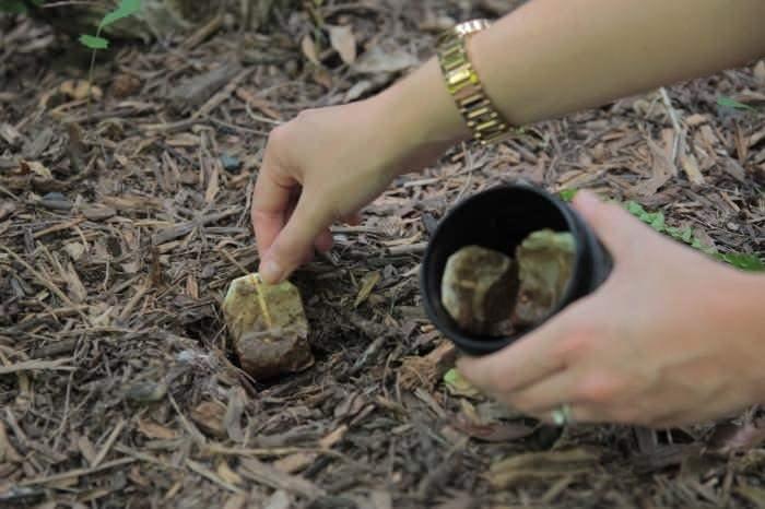 <p><span style="color:#000000"><strong>&Ccedil;ay poşetlerini soğuk suda bekleterek elde ettiğiniz &ccedil;aylı suyla bitkilerinizi sulayabilirsiniz. Ayrıca &ccedil;ay poşetlerini ektiğiniz bitkileri g&uuml;&ccedil;lendirmek i&ccedil;inde kullanabilirsiniz.&nbsp;</strong></span></p>
