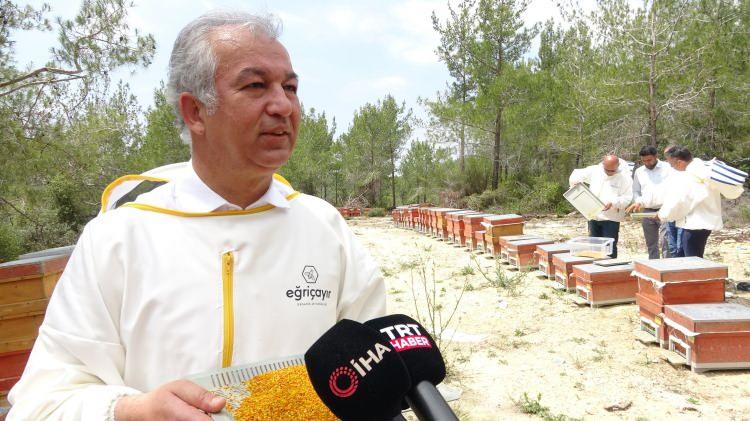 <p>“100 gram polende milyonlarca arının emeği var”</p>
<p>Üreticilerden Celal Çay da “Mersin arıcılık için çok uygun bir bölge. Bizim bölgemizde neredeyse 4 mevsim nektar akımı var. Toroslar çok hızlı bir şekilde yükseldiği için bahar Torosların her yerine aynı anda gelmiyor. Önce şubat ayında eteğine geliyor, biz de arılarımızı şubatta eteğinde bulunduruyoruz. Sonra rakım yükseldikçe baharla birlikte kovanlarımızı hareket ettiriyoruz. Şu anda polen hasadı yapıyoruz.</p>