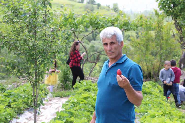 <p> Geçen yıl Tarım ve Orman Bakanlığımız dahilinde 10 tane çilek bahçesi kurduk. Şu an 8 tanesinden verim almaya başladık. Haftalık 100-150 kilo verim alıyoruz marketlere ve çevrelere satışlar başladı. Hem ilçe ekonomimize hem de aile gelirimize katkı sağlamaktadır. </p>