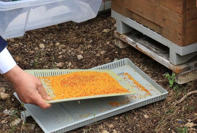<p>Son yıllarda özellikle pandemi sebebiyle polene aşırı bir talep arttı. Çünkü polenin içerisinde bir yığın vitamin var. Aynı zamanda protein var. Bir insan sadece polen yiyerek yaşayabilir. Polen ve suyu tüketerek yıllarca yaşayabilirsiniz. Özellikle son yıllarda gıda kıtlığı da konuşuluyor. Onun için bizim üretmiş olduğumuz bu ürünler, artık eskiye göre çok daha değerli. Gıda kıtlığında biz tüketicilerimize polen üreterek onlara bir nebze olsun destek veriyoruz. 100 gram polende milyonlarca arının emeği var. Bir günde üretebilirler, özellikle sabah saatlerinde, baharda 100 gram poleni bir koloni çok rahatlıkla toplayabilir" şeklinde konuştu.</p>