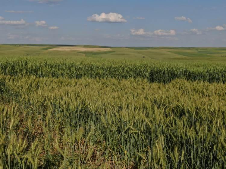<p>Çiftçilerin büyük verim elde ettiği Siyez buğdayının, Türkiye'nin buğday sorunu kapatacağını ve ihraç da edilebileceğini söyledi.</p>
