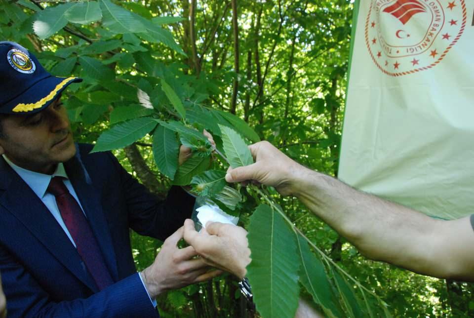 <p><strong>'AMACIMIZ ZARAR EŞİĞİNİ EN AZA İNDİRMEK'</strong></p>

<p>Zonguldak Orman Bölge Müdürü Faruk Bayraktaroğlu, ‘torymus sinensis’ böceklerinin üretimini laboratuvarlarında gerçekleştirdiklerini belirterek, "Geçen yıl 60 bin adet Yalova'dan gal getirdik. Bu bölgemizde geçen yıl mayıs ayında salım yapmıştık. Geçtiğimiz hafta Zonguldak bölgesinde 1020 adet doğaya saldık. Bartın’da 300 böcek salınımı yapacağız. Bizlerin sevindiren nokta geçen yıl salımı yapmış olduğumuz 'torymus sinensis' dediğimiz faydalı böceğin buraya yerleştiğini görüyoruz.</p>
