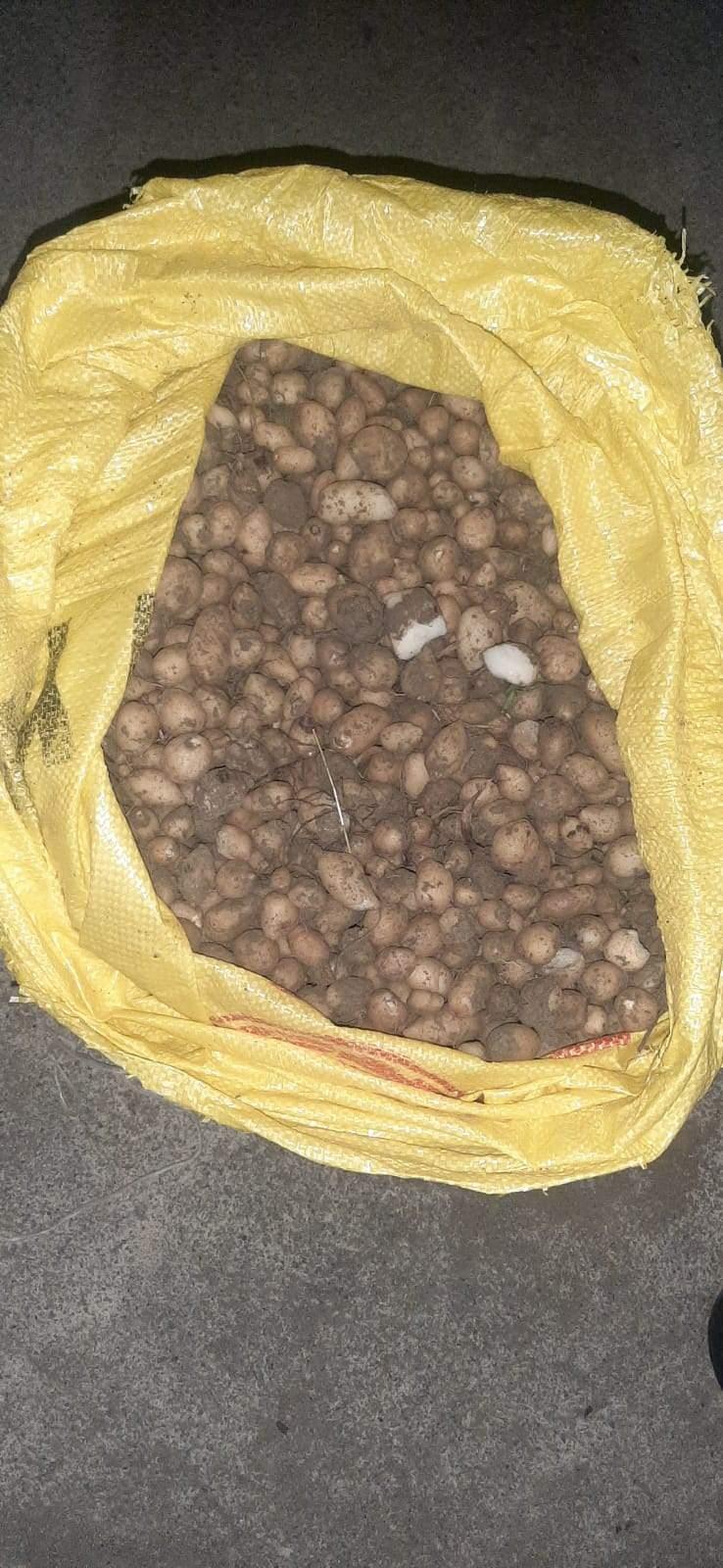 <p>Ekipler, soğanları toplayan 4 kişiye biyolojik çeşitliliği tahrip ettikleri gerekçesiyle 109 bin 593'er lira olmak üzere toplam 438 bin 372 lira ceza kesti.</p>
<p>Salep soğanları ise tekrar doğal ortamlarına dikildi.</p>