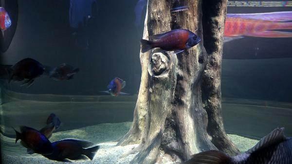 <p>Ziyaret&ccedil;ilerden Caner Yılmaz ise&nbsp;&ldquo;Trabzon i&ccedil;in &ccedil;ok b&uuml;y&uuml;k bir adım oldu. İ&ccedil;erideki manzarayı herkesin g&ouml;rmesini istiyoruz. &Ccedil;ok &ccedil;eşit balık var. Heyecanla gezdik. Ben en &ccedil;ok k&ouml;pek balığından etkilendim. Oğlumda &ccedil;ok merak ediyordu. Bizim i&ccedil;in g&uuml;zel kaliteli bir gezi oldu" dedi.</p>
