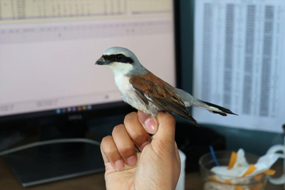 <p>313 kuş türüyle eBird'de Türkiye'nin en çok kuş türü kaydedilmiş ikinci sıcak bölgesi Aras'tır. </p>