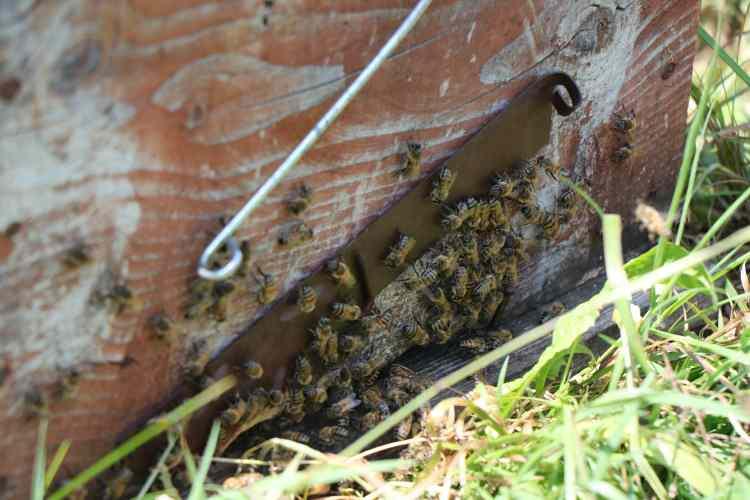 <p>"KOVANDAN ÇIKAR ÇIKMAZ TALİPLİLERİ TARAFINDAN SATIN ALINIYOR"</p>
<p>Bal, propolis ve polenden daha fazla gelir sağlayan arı sütü, arıcılar için ciddi bir gelir kapısı oluştururken, pandemi ile birlikte kullanımı artan arı sütü, kovandan çıkar çıkmaz taliplileri tarafından satın alınıyor.</p>