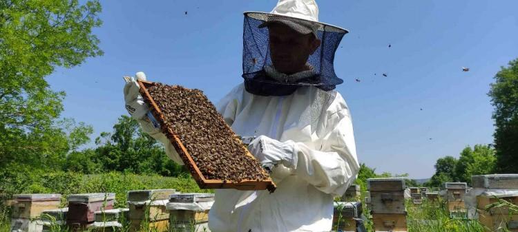 <p>Bu yıl da 10 kilo arı sütünden 150 bin TL gelir elde etmeyi umuyoruz. Arı sütünü satmakta bir sıkıntı yaşamıyoruz. Günlük arı sütü alımı yapıyoruz. Aldığımız sütler haftalık birikmiyor. Aldığımız sütler 1 hafta içerisinde satılıyor. Türkiye genelinde gönderim yapıyoruz. Bağışıklığı düşük olanlar, çocuk düşünen çiftler, kanser hastaları arı sütüne rağbet gösteriyor” dedi.</p>