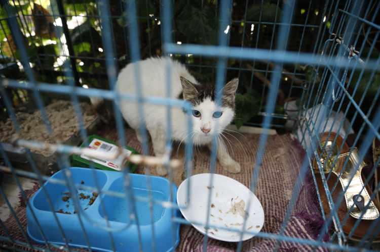 <div>Bir çok kedinin de hastalık nedeniyle öldüğü kaydedildi. Büyükada'da hayvarseverler, bulaşıcı ve bilinen bir tedavisi olmayan hastalığa karşı karantina odaları hazırlıyor. Gönüllüler, ağır hasta durumdaki kedilere kullanılmayan evlerde bakıyor. </div>

<div> </div>
