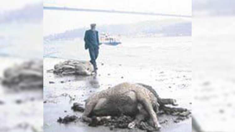 <p>&Ouml;l&uuml; hayvanların bedenleri g&uuml;nlerce Anadoluhisarı ile Sarıyer kıyılarına vurdu. Kuru y&uuml;k gemisi Madonna Lily, hasar almadan olayı atlatırken, Rabinion&rsquo;da 5 denizci hayatını kaybetti.&nbsp;</p>
