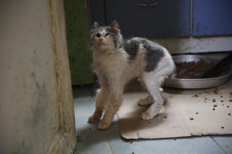 <p>Adalar Belediyesi'nden ise kedi ölümleri ile ilgili açıklama yapılmadı.</p>
