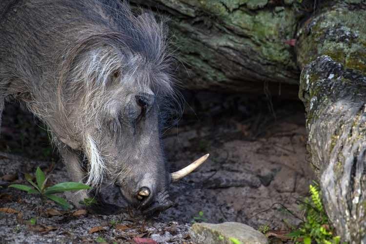 <p>Ziyaretçiler, Walt Disney World'de inşa edilen dördüncü tema parkı olan Animal Kingdom Park'ta Kilimanjaro Safarisi'ne katıldı</p>
