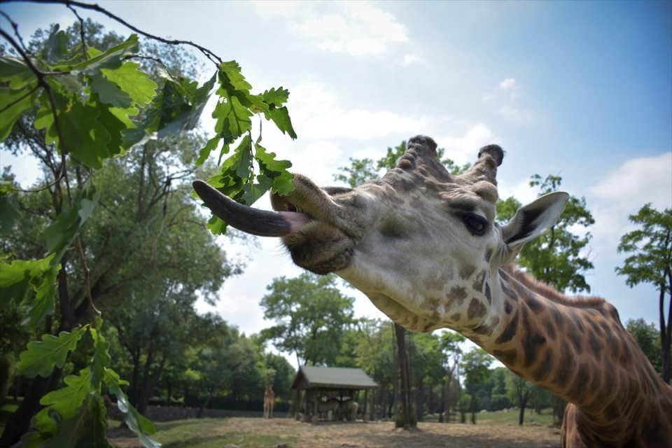 <div>Hayvanat bahçesinde, Afrika kökenli bireylerin doğal yaşamlarına en yakın koşulların sağlanması amacıyla ayrı bir bölüm oluşturuldu.</div>
<div> </div>
