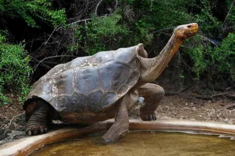 <p>ADADAKİ DİĞER TÜRLERDEN FARKLI OLDUĞU KANITLANDI<br />
<br />
Fernanda'dan alınan bir kan örneğini ve şu anda bir müzede bulunan erkek örneğinden alınan bir kemik örneğini kullanan ekip, genlerinin birbirine yakın olduğunu ve Galapagos dev kaplumbağalarının diğer 13 türünden farklı olduğunu doğruladı.</p>
