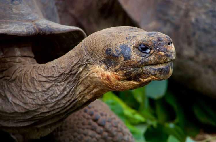 <p>Ekvador'a bağlı Galapagos adalarından biri olan Fernandina'da soyu tükenmiş olduğu düşünülen dev bir kaplumbağa türü hayatta ve iyi durumda bulundu. "Fernanda" adı verilen dişi kaplumbağa, 1906'da tek bir örneğin keşfedilmesinin ardından türe ait bilinen ikinci kaplumbağa oldu.</p>
