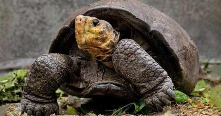 <p>Kaplumbağanın türünü belirlemek için Princeton Üniversitesi'nden Stephen Gaughran ve meslektaşları, DNA'sını bilinen diğer Galapagos kaplumbağaları ile karşılaştırdı.</p>

