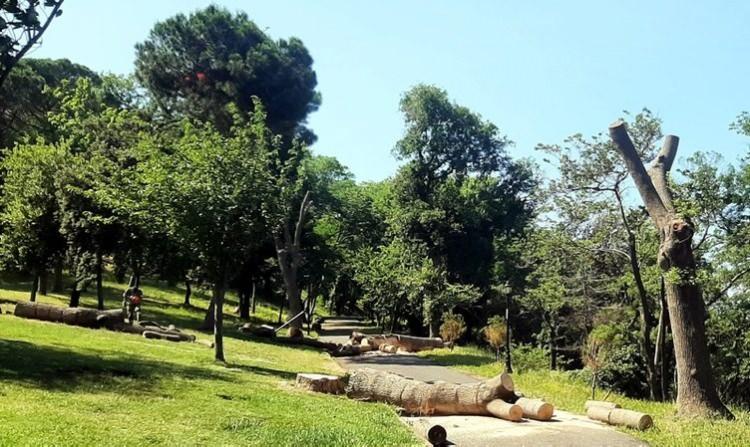 <p>Mülkiyeti İBB'ye ait olan Emirgan Korusu'nda bulunan 54 dişbudak ağacı testere ile birer birer kesildi. Ağaç katliamı vatandaşların ihbarı üzerine durduruldu.</p>
