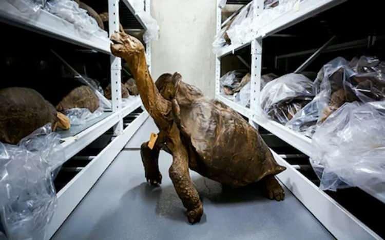 <p>Yüzyılı aşkın bir süredir nesli tükendiği düşünülen dev bir kaplumbağa Galapagos adalarında yer alan Fernandina'da ortaya çıktı.</p>
