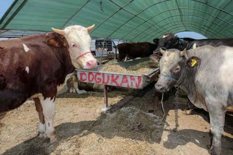 <p>"Kurban olarak ancak koyun, keçi, sığır, manda ve deve kesilebilir. Bunların dışındaki hayvanlar kurban olarak kesilemezler. "</p>
