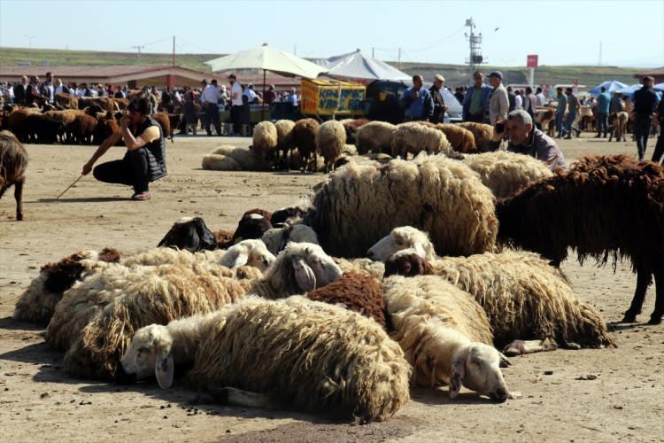 <p>Aracı kişi ve kuruluşlar, vekalet şartlarının dışına çıkmamalı, kurbanlarla ilgili olarak, sahiplerinin bilgisi ve rızası dışında iş ve işlemlerde bulunmamalıdırlar. Hayvan, kurban niyetiyle ve vekalet veren kişi adına kesilmelidir. Ortakların tamamının niyeti ibadet olmalıdır.</p>

<p> </p>
