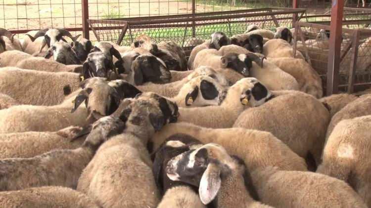 <p>KOYUN VEYA KEÇİYE 7 KİŞİ GİREMEZ</p>

<p> </p>

<p>oyun veya keçi sadece bir kişi adına kurban edilir. Deve, sığır ve manda ise bir kişiden yedi kişiye kadar ortak olarak kurban edilebilir. </p>
