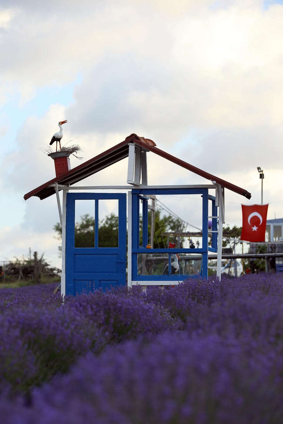 <p>Lavanta tarlaları, tıpkı kanola, ayçiçeği, gelincik tarlaları gibi fotoğraf tutkunlarının vazgeçilmez yerlerinden birisi haline geldi. </p>
