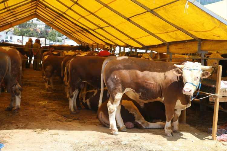 <p>Kars, Erzurum, Ağrı, Ardahan, Gümüşhane, Tokat, Çankırı, Amasya, Samsun ve Kastamonu gibi Anadolu'nun çeşitli illerinden İstanbul'a gelen besiciler, büyükbaş ve küçükbaş hayvanlarını Çobançeşme'deki pazarda satışa çıkardı.</p>
