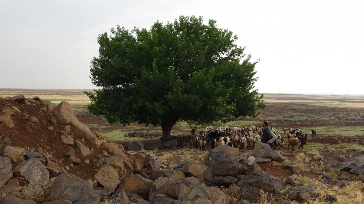 <p>Yaralıların haber vermesi üzerine olay yerine çok sayıda 112 Sağlık ekipleri sevk edildi. Kırsala 2 kilometre uzaklıkta olan yaralılar, köylülerin yardımıyla sağlık ekiplerine yetiştirilerek ilk müdahale sonrası hastaneye kaldırıldı. Yaralılardan Ramazan B.’nin hayati tehlikesi devam ederken, 5 yaralının durumunun iyi olduğu öğrenildi.</p>