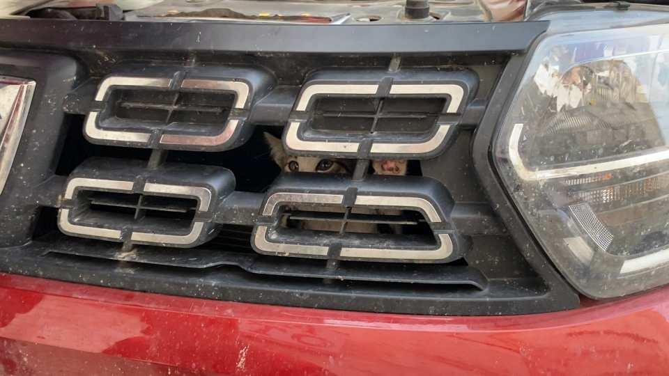 <p>Denizli'de girdiği otomobilin motor bölümünden çıktığı sanılarak 150 kilometre yolculuk yapıp Aydın'a gelen yavru kedi, Aydın Büyükşehir Belediyesi İtfaiye Daire Başkanlığı ekipleri tarafından bulunduğu yerden çıkartıldı.</p>