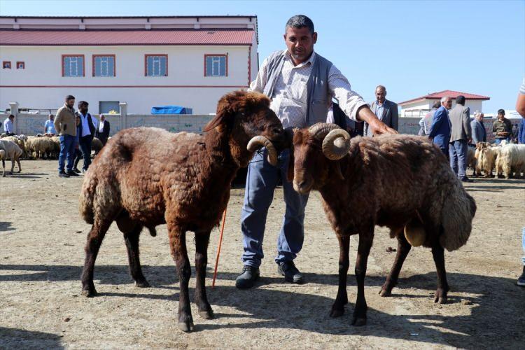 <p>KESİM ÜCRETİ HAYVANIN ETİ İLE ÖDENEMEZ</p>

<p>Bunun yanı sıra bıçak bileme vb. hazırlıklar hayvanın gözü önünde yapılmamalı, kesim işleminin diğer hayvanların göreceği şekilde gerçekleştirilmemesine de özen gösterilmelidir. Hayvan kesim ücretleri veya organizasyon giderleri, kesilen kurbanlık hayvanların etleri, derileri veya sakatatından karşılanmamalı, bunlar ayrıca ödenmelidir.</p>

<p> </p>
