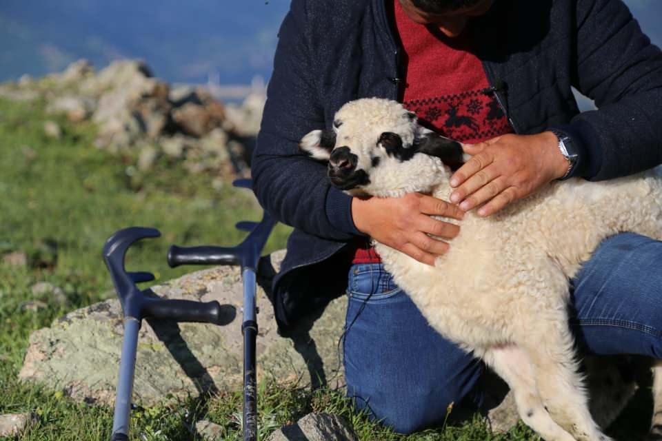 <p>Koltuk değnekleriyle Kuzugölü Yaylası’nda her gün 15 kilometre yürüyerek ailesine ait küçükbaş hayvanları otlatan Yıldız, çobanlığın kendisinde bir tutku haline geldiğini ve dağlarda gezerken sağ bacağının yokluğunu hiç hissetmediğini söyledi.</p>
<p> </p>