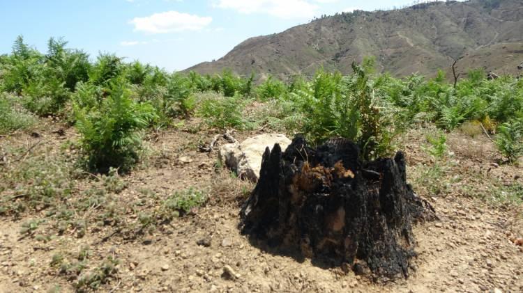 <p>Kozan Orman İşletme M&uuml;d&uuml;r&uuml; Şensu K&uuml;&ccedil;&uuml;kateş, yanan ormanların bulunduğu t&uuml;m alanlarda yoğun mesai harcadıklarını s&ouml;yledi.</p>
