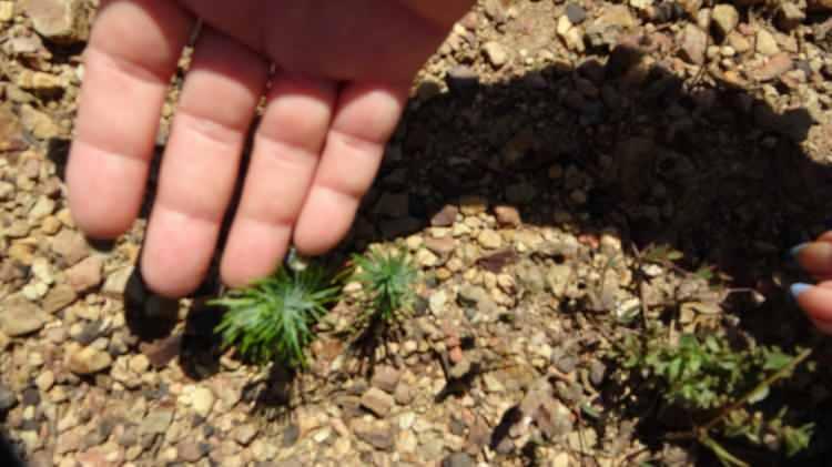 <p>Akdam Mahallesinde yangının acısını yaşayan Nerg&uuml;l Kara, "Ormanlarımız yeşersin istiyoruz. Tohumları attılar şimdi yeşeriyor. Dualarımız yanan yerler i&ccedil;in. Her şeyimiz ormanımız geleceğimiz yangında yandı. Bu orman eskisi gibi yeşersin sevincimizden &ouml;l&uuml;r&uuml;z. Fidanlar tohumlar yeniden yeşeriyor d&uuml;nyalar bizim oluyor&rdquo; dedi.</p>
