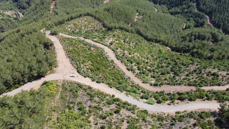 <p>10 yıl &ouml;nce yanan alan yeniden ormana d&ouml;n&uuml;şt&uuml;</p>

<p>Adana'nın Kozan il&ccedil;esinde, 1 Temmuz 2012 tarihinde &ccedil;ıkan orman yangınında k&uuml;le d&ouml;nen Kuytucak Mahallesi kızıl&ccedil;am alanı, fidanların b&uuml;y&uuml;mesiyle yeniden yeşile b&uuml;r&uuml;nd&uuml;.</p>

