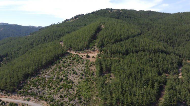 <p>Kozan'ın Kuytucak k&ouml;y&uuml; Savruk Yaylası Aykırıoluk mevkiinde 10 yıl &ouml;nce yanan 3 hektar alan, Orman İşletme M&uuml;d&uuml;rl&uuml;ğ&uuml; tarafından yapılan tohumlamanın ardından yeniden yeşerdi.</p>
