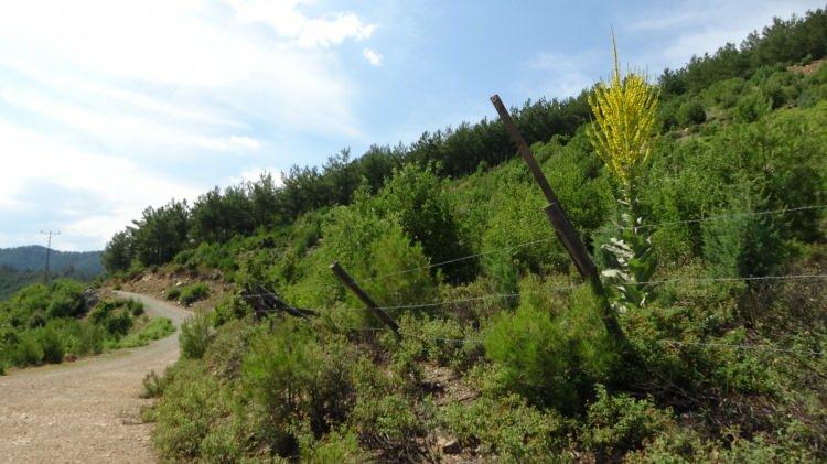 <p>Ormanda diğer ağa&ccedil;lar ile birlikte boy veren gen&ccedil; kızıl&ccedil;am ağa&ccedil;ları, ormanın yeşilliğine yeşillik kattı. Mahalle sakinleri, 10 yıl &ouml;nce yaşadıkları &uuml;z&uuml;nt&uuml;y&uuml; d&uuml;n gibi hatırladıklarını ifade ederek, yanan ormanın yeniden yeşermesi ile doğanın eski haline geri d&ouml;nmesinden duydukları mutluluğu dile getirdi.</p>

