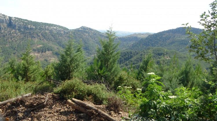 <p>1 Temmuz 2012 tarihinde meydana gelen yangın, Kozan Orman İşletme Şefliğine ait 3 ilk m&uuml;dahale aracı, 5 araz&ouml;z, 4 su tankı ve 45 orman iş&ccedil;isi ile birlikte 4 saatte kontrol altına alınabilmiş ve kızıl&ccedil;am ormanında ağa&ccedil;lar ve doğal &ccedil;eşitlilik k&uuml;le d&ouml;nm&uuml;şt&uuml;.</p>
